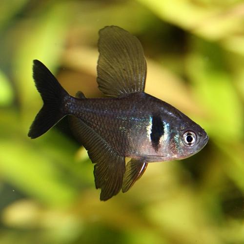 Фантом или Орнатус черный  (Hyphessobrycon megalopterus) 2-3 см