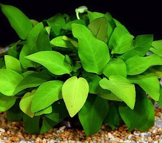 Анубиас Бартера карликовый нана (Anubias barteri var. Nana gold)