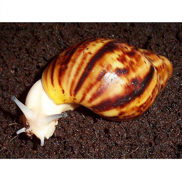 Архахатина Маргината овум гипомеланик (Archachatina marginata var. ovum) 7 см