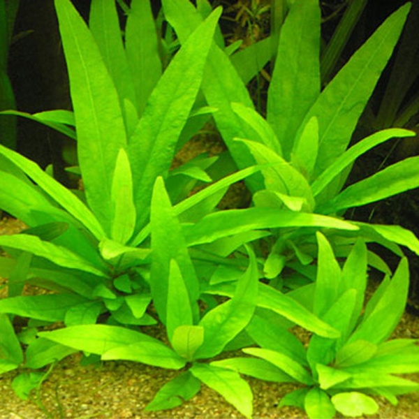 Гигрофила лимонник (Hygrophila corymbosa)