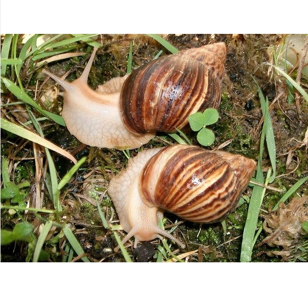 Ахатина Иммакулята (Achatina immaculata) 5 см