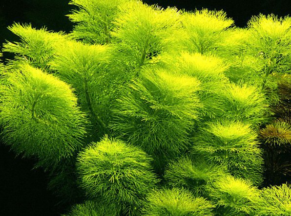 Лимнофила амбулия водная (Limnophila aquatica) 50 см
