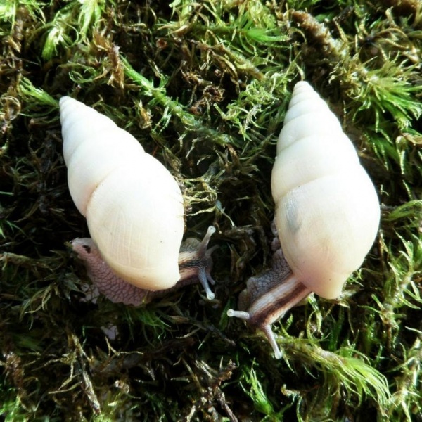 Улитка Лимиколярия униколор (Limicolaria unicolor)