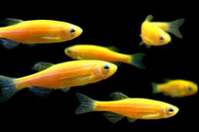 Данио GloFish лимонный 2,5-3 см купить в зоомагазине