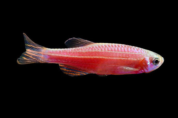 Данио GloFish алый 2-2,5 см