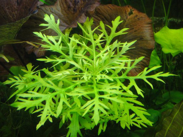 Гигрофила синема (Synnema triflorum)