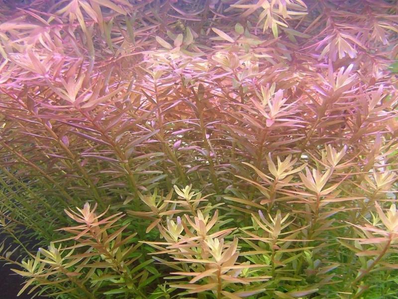 Ротала (Rotala rotundifolia)