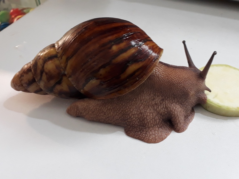 Улитка Архахатина Маргината Овум (Archachatina marginata var. ovum) 15 см