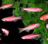 Данио розовый (Danio rerio var. "Glo Fish") 2-3 см