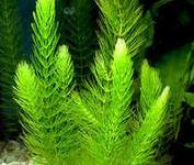Роголистник (Ceratophyllum demersum) 10-20 см