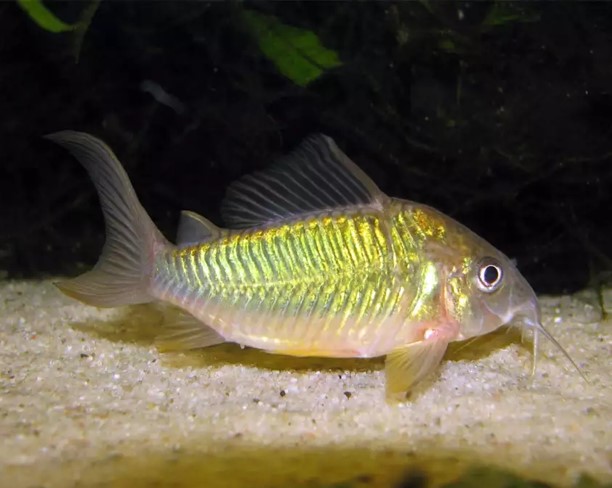Брохис изумрудный (Brochis splendens) 2-3 см