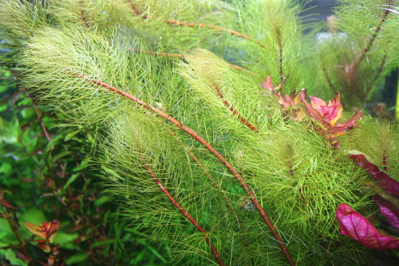 ПЕРИСТОЛИСТНИК КРАСНОСТЕБЕЛЬНЫЙ (Myriophyllum heterophyllum)