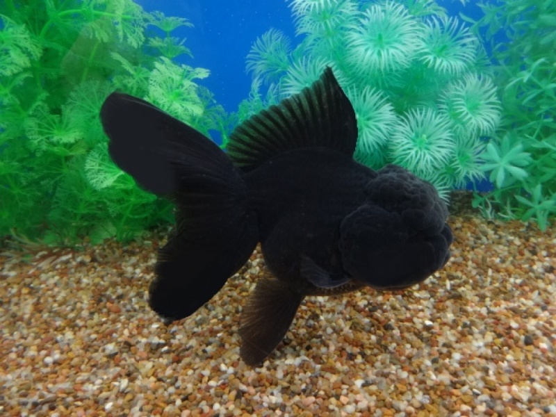 Золотая рыбка: Оранда черная (Carassius auratus var.) 10-11 см