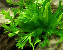 Папоротник таиландский (Microsorum pteropus) купить в Новосибирске