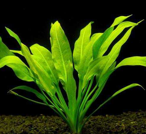 Эхинодорус амазонский (Echinodorus amazonicus) купить в Новосибирске