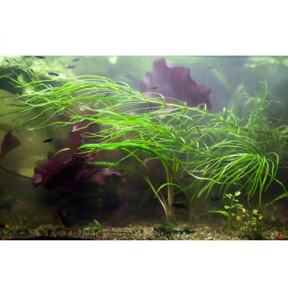 Погостемон октопус (Pogostemon octopus) 20-25 см купить в Новосибирске