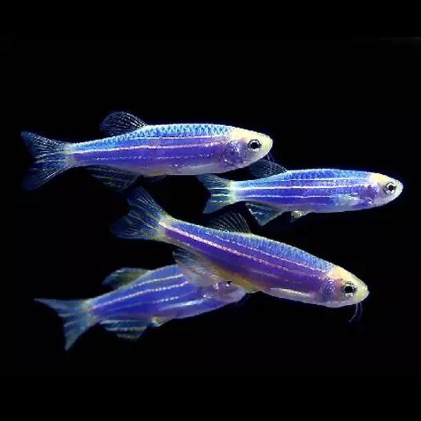 Данио GloFish синий 2-2.5 см купить в зоомагазине