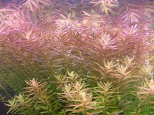 Ротала (Rotala rotundifolia) купить в Новосибирске