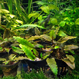 КРИПТОКОРИНА ВАЛКЕРА (CRYPTOCORYNE WALKERI)