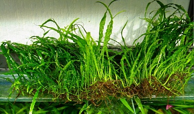 Папоротник таиландский (Microsorum pteropus)