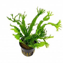 Папоротник таиландский (Microsorum pteropus)