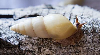 Улитка Лимиколярия униколор (Limicolaria unicolor)
