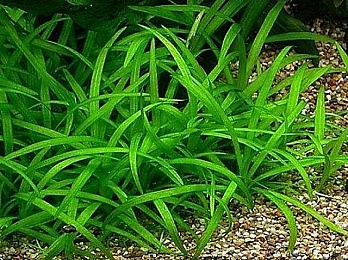 САГИТТАРИЯ ШИЛОВИДНАЯ (Sagittaria subulata)