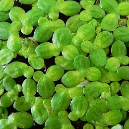 Ряска малая (Lemna minor)