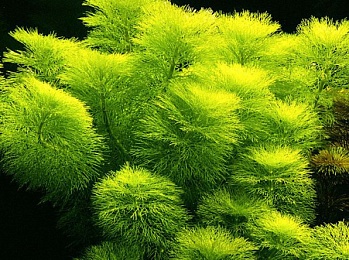 Лимнофила амбулия водная (Limnophila aquatica) 50 см
