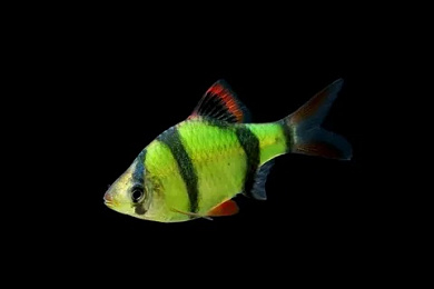 Барбус GloFish зелёный 2-2.5 см