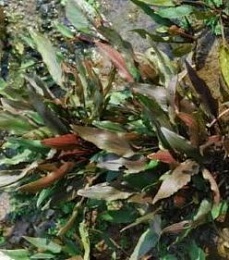 КРИПТОКОРИНА ВАЛКЕРА (CRYPTOCORYNE WALKERI)