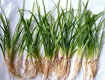 САГИТТАРИЯ ШИЛОВИДНАЯ (Sagittaria subulata)