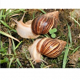 Ахатина Иммакулята (Achatina immaculata) 5 см