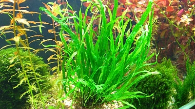 Папоротник таиландский (Microsorum pteropus)
