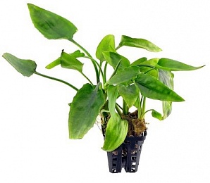 Криптокорина понтедериеволистная (Cryptocoryne pontederiifolia)