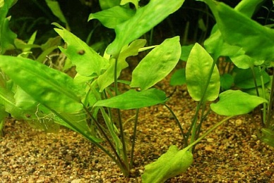 Криптокорина понтедериеволистная (Cryptocoryne pontederiifolia)