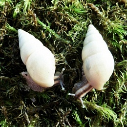 Улитка Лимиколярия униколор (Limicolaria unicolor)