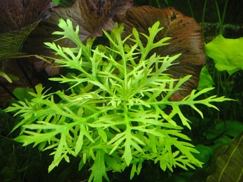 Гигрофила синема (Synnema triflorum)
