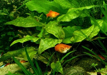 Криптокорина понтедериеволистная (Cryptocoryne pontederiifolia)