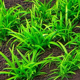 САГИТТАРИЯ ШИЛОВИДНАЯ (Sagittaria subulata)