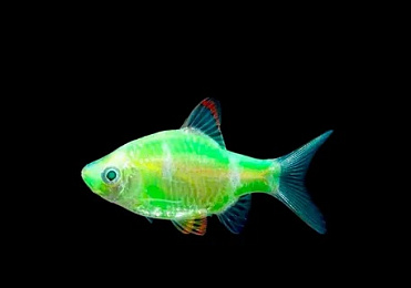 Барбус GloFish зелёный альбинос 2-2.5 см