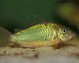 Брохис изумрудный (Brochis splendens) 2-3 см