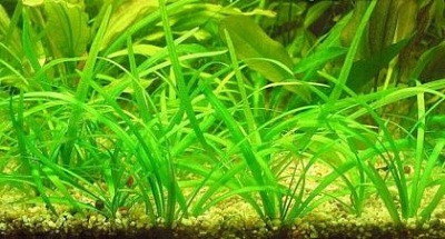 САГИТТАРИЯ ШИЛОВИДНАЯ (Sagittaria subulata)