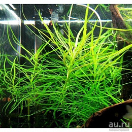Погостемон октопус (Pogostemon octopus) 20-25 см
