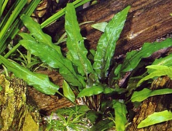 КРИПТОКОРИНА ВАЛКЕРА (CRYPTOCORYNE WALKERI)