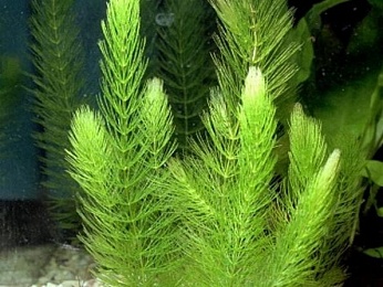 Роголистник (Ceratophyllum demersum) 10-20 см