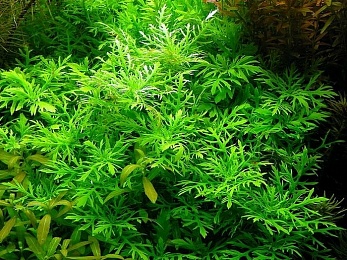 Гигрофила синема (Synnema triflorum)