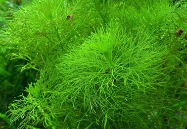 Лимнофила амбулия водная (Limnophila aquatica) 50 см