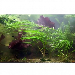 Погостемон октопус (Pogostemon octopus) 20-25 см