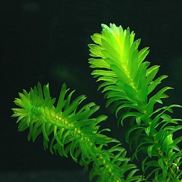 Элодея денса (Egeria densa) 10-20 см